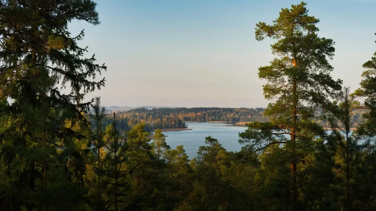 Järvimaisema kesäisestä Suomesta. Edessä vihreää mäntymetsää ja horisontissa sininen järvi.